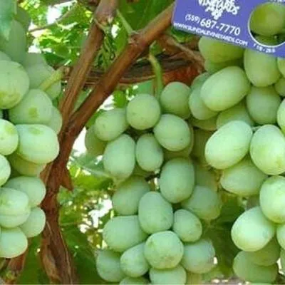 lend-kruzer-5-229664