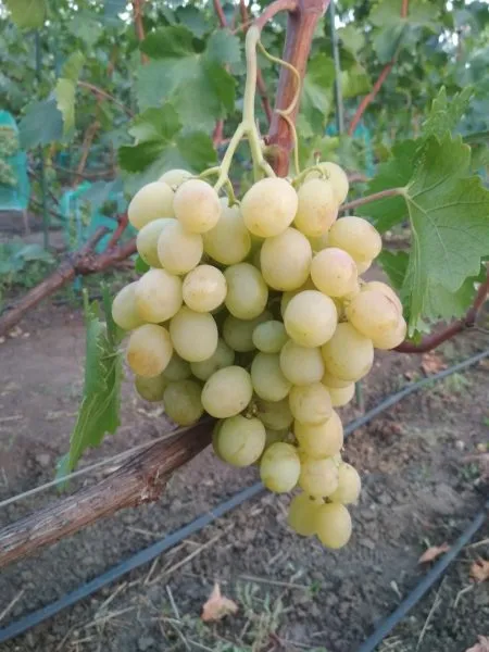 lend-kruzer-main-229664