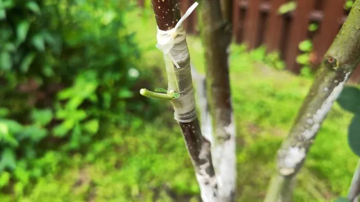 летняя прививка глазком