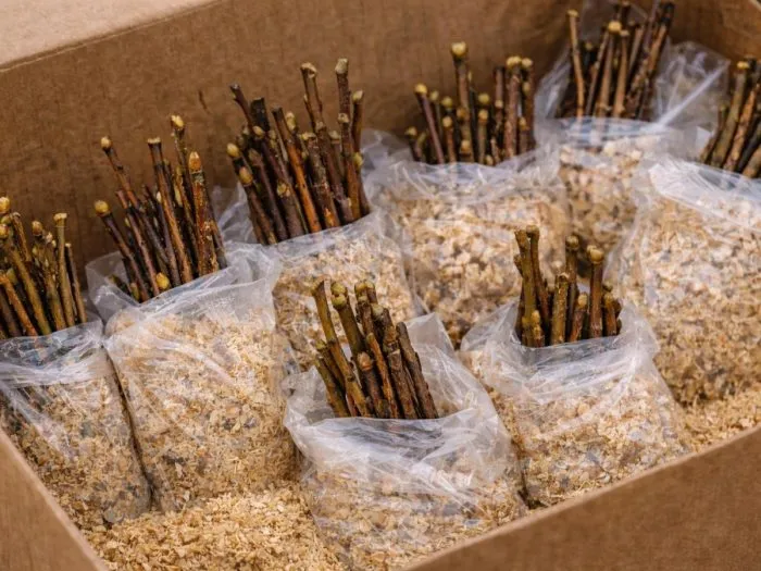 черенки для прививки в ведре