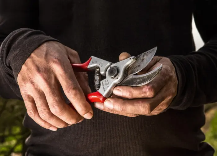 садовый секатор в руках