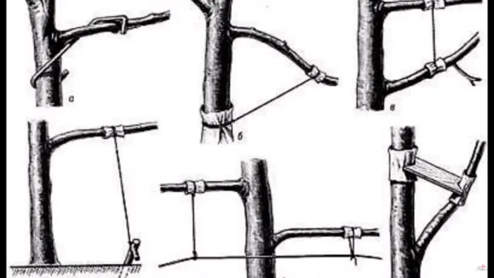 отогнутая ветка яблони