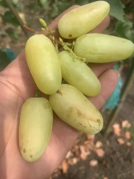 malchik-s-palchik-1-230583