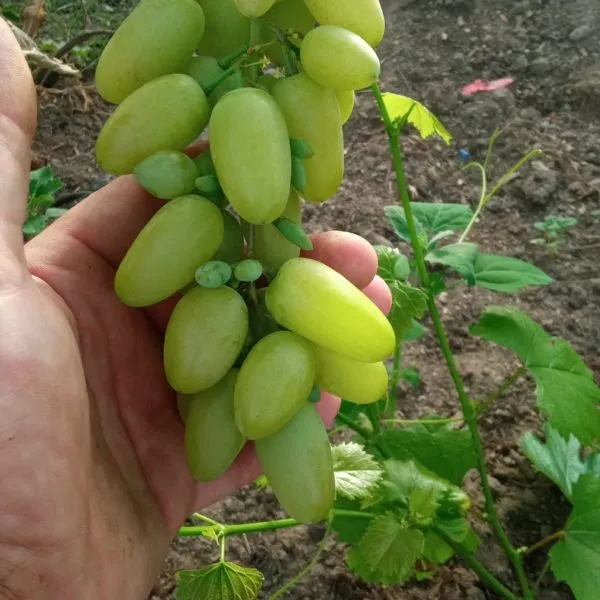 malchik-s-palchik-2-230583