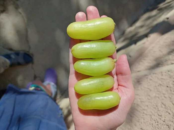 malchik-s-palchik-3-230583