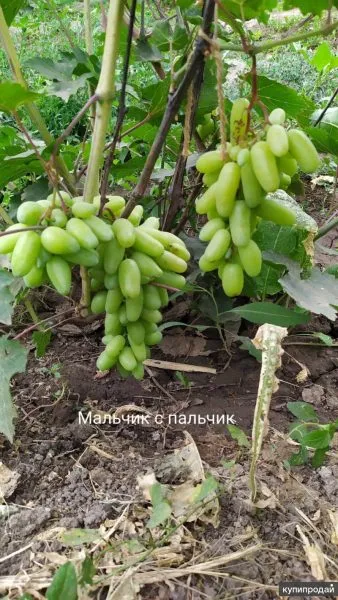 malchik-s-palchik-5-230583