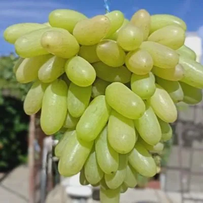 malchik-s-palchik-6-230583