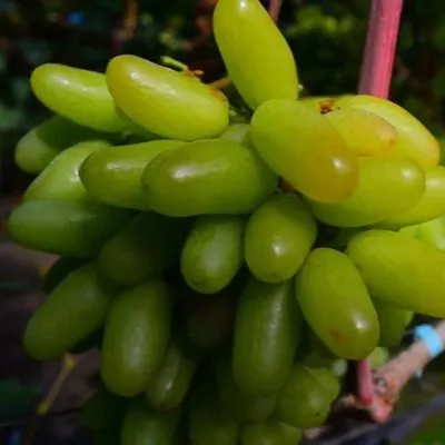 malchik-s-palchik-7-230583