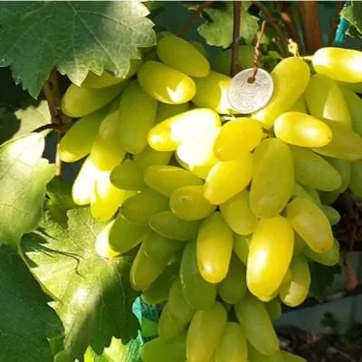 malchik-s-palchik-8-230583