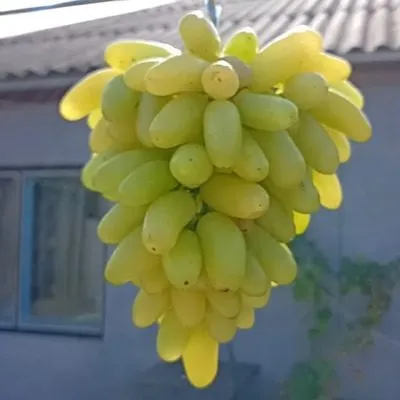 malchik-s-palchik-9-230583