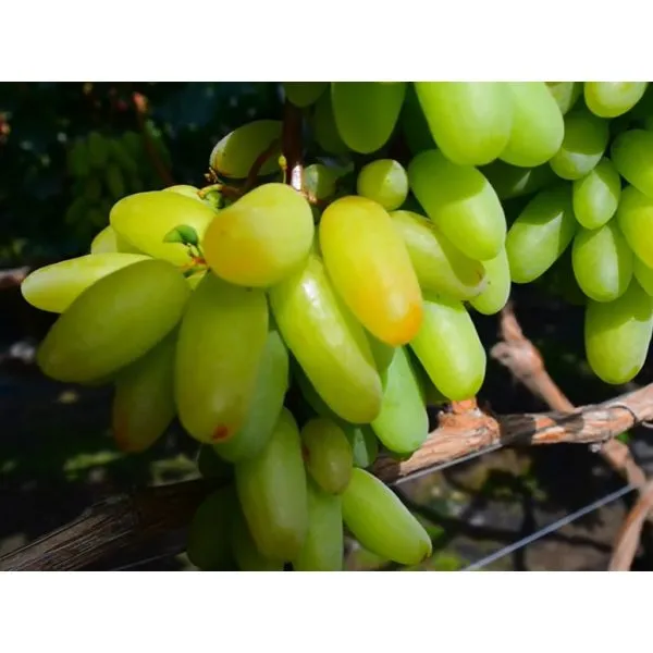 malchik-s-palchik-main-230583