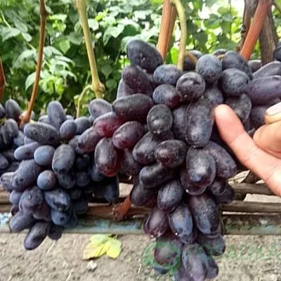 marmeladka-main-235217