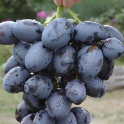 mersedes-hadzhi-murat-3-230091