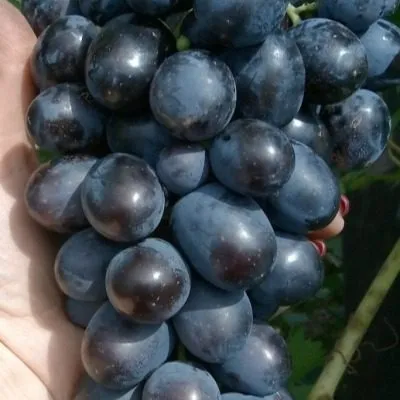 mersedes-hadzhi-murat-4-230091