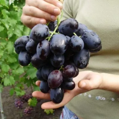 mersedes-hadzhi-murat-5-230091