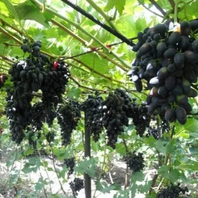 mersedes-hadzhi-murat-6-230091