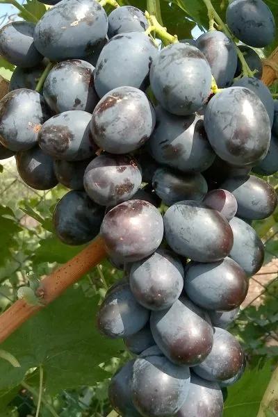 mersedes-hadzhi-murat-main-230091