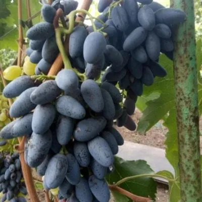 moguchiy-main-230685