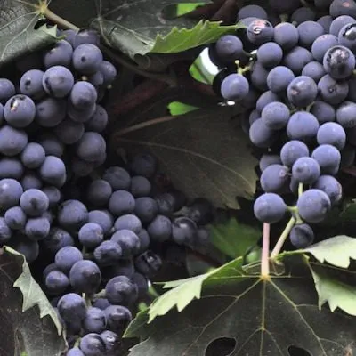 montepulchano-4-231930