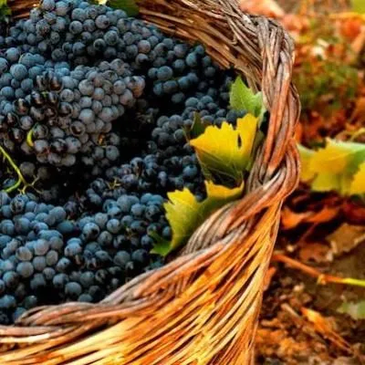 montepulchano-5-231930