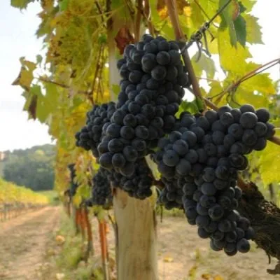 montepulchano-6-231930