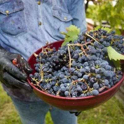 montepulchano-7-231930