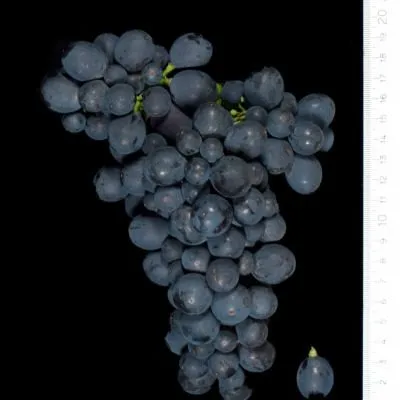 montepulchano-8-231930