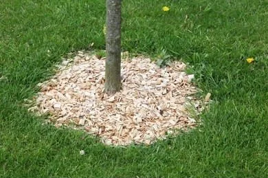 щепа вокруг ствола молодого дерева