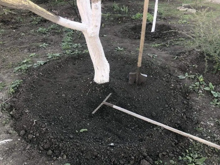 рыхление почвы граблями у ствола дерева