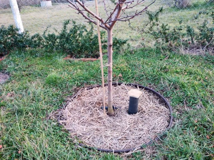 солома в приствольном круге дерева