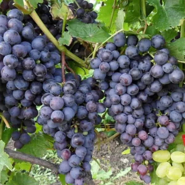 muromets-main-233686