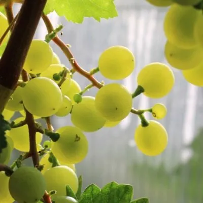 muskat-belyy-shatilova-4-233089