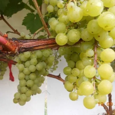 muskat-belyy-shatilova-5-233089