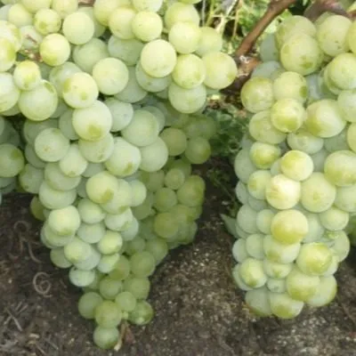 muskat-belyy-shatilova-6-233089