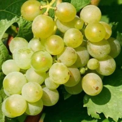 muskat-belyy-shatilova-7-233089