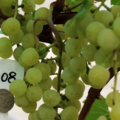 muskat-belyy-shatilova-8-233089