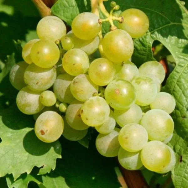 muskat-belyy-shatilova-main-233089