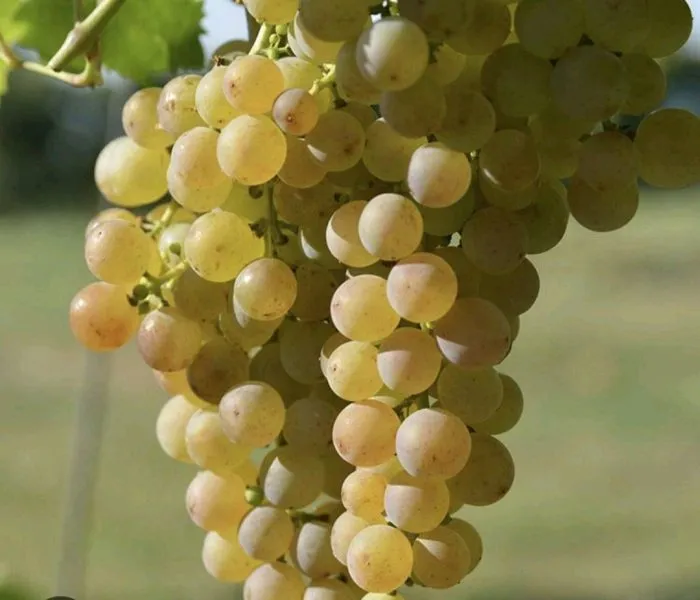 muskat-belyy-sverhranniy-3-233926