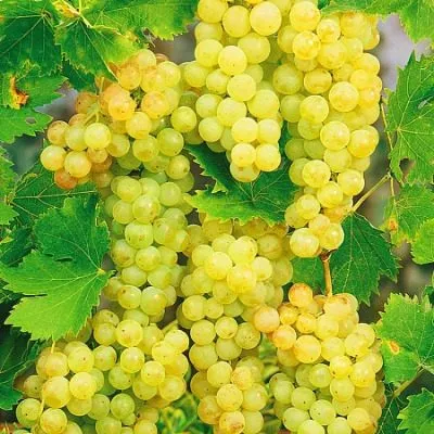 muskat-belyy-sverhranniy-6-233926