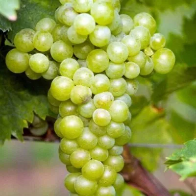 muskat-belyy-sverhranniy-7-233926