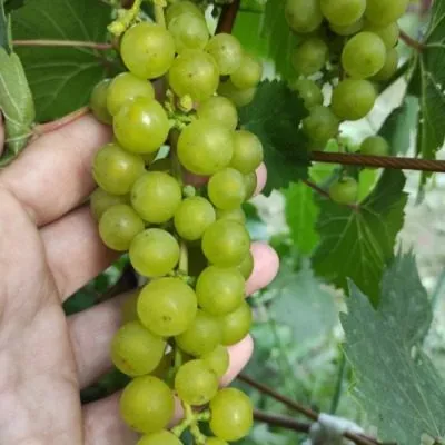 muskat-belyy-sverhranniy-8-233926