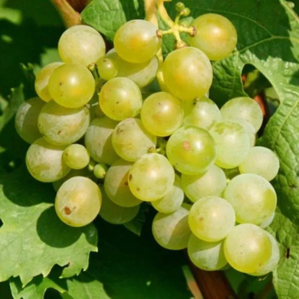 muskat-belyy-sverhranniy-main-233926