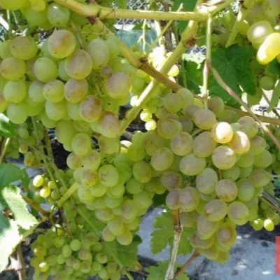 muskat-dalnevostochnyy-4-231827