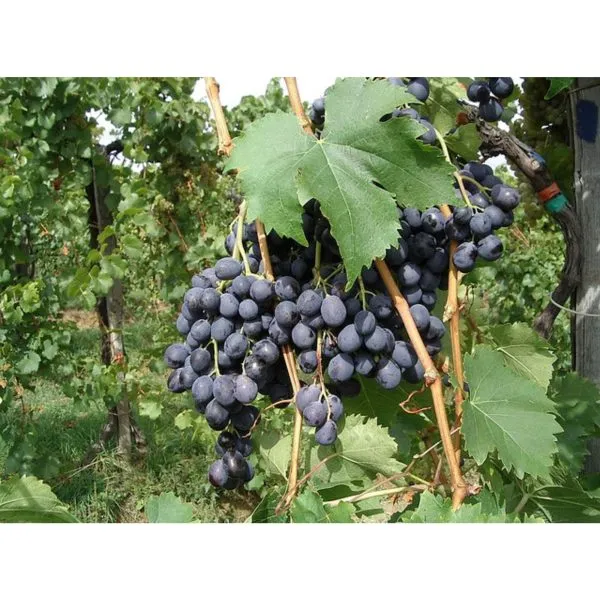 muskat-gamburgskiy-2-228784