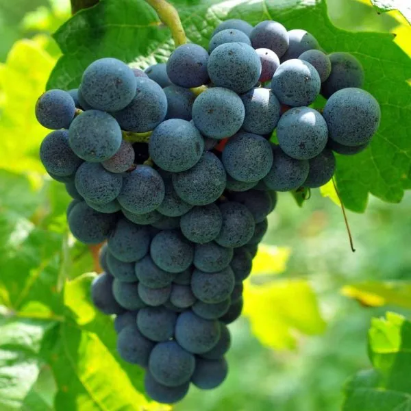 muskat-gamburgskiy-3-228784