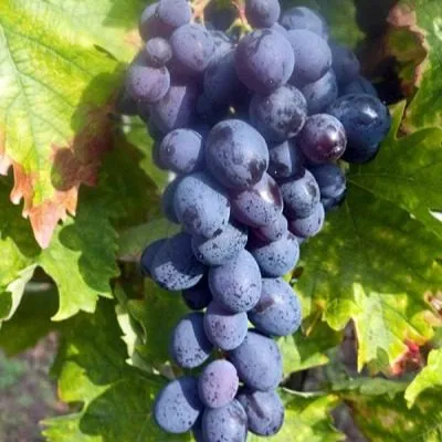 muskat-gamburgskiy-4-228784