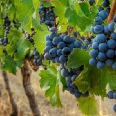 muskat-gamburgskiy-5-228784