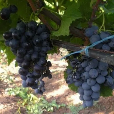 muskat-gamburgskiy-6-228784