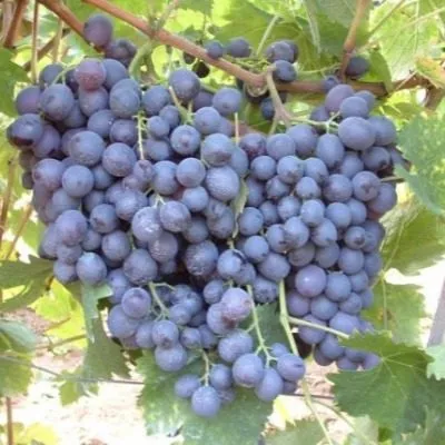 muskat-gamburgskiy-7-228784