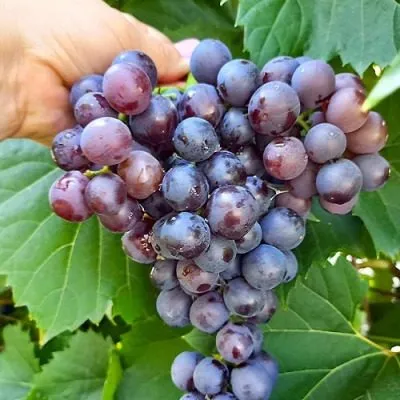 muskat-gamburgskiy-9-228784